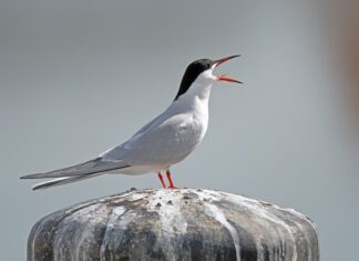 Czym jeździ Tede? Czym jeździ Tede?