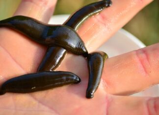 Czego nie wolno stosować jako przynęt lub zanęt?