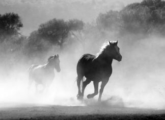 Czym można palić w piecu z podajnikiem ślimakowym?