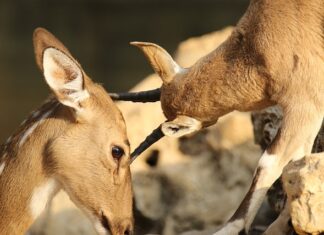 Jak zamaskować otarcia na białych butach? Jak zamaskować otarcia na białych butach?