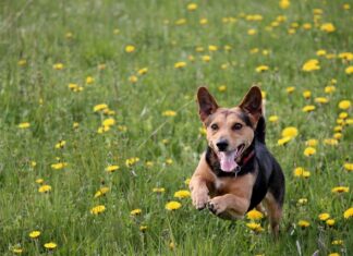 Dlaczego wylewka się kruszy?