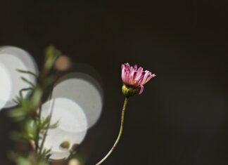 Co oznacza skrót PZ we Wkrętakach?